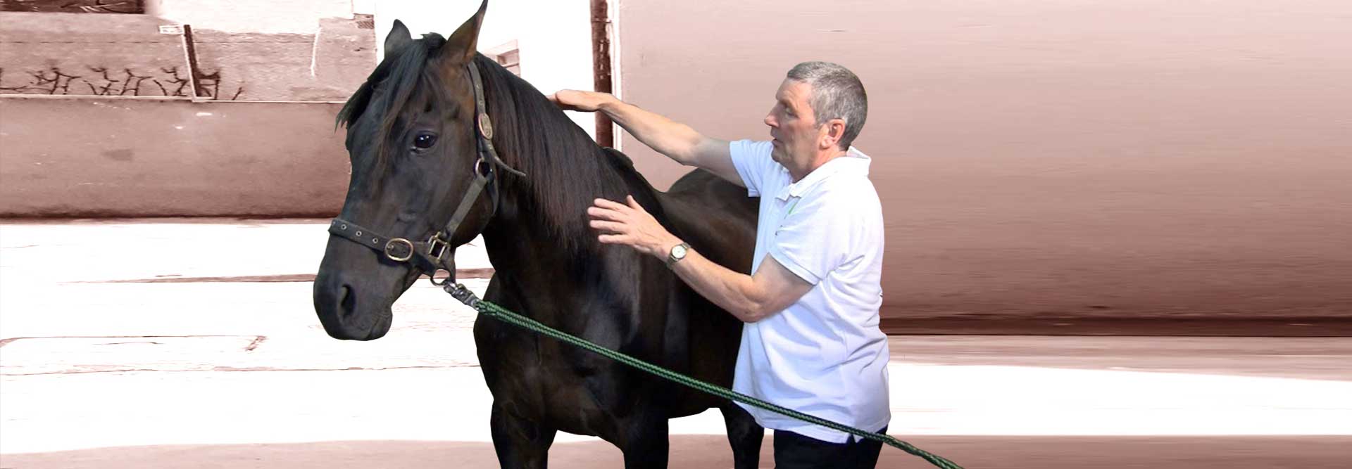 Animal Energy Healing on a Horse – Energy Healing Online Training Course