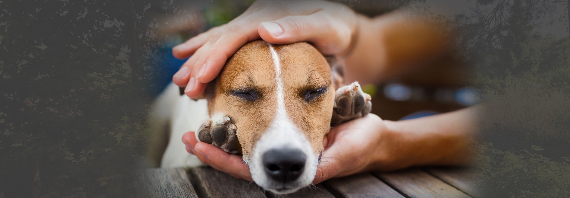 Energy Healing for Dogs - Ancient Techniques that Work Today - Animal Energy Healing Online Training Course
