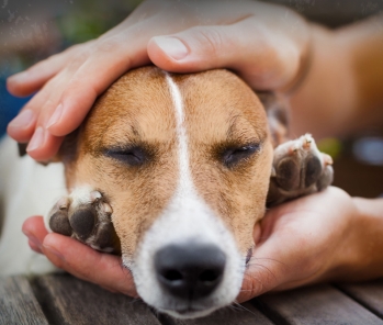 Ancient bio energy healing techniques you can apply to your pet