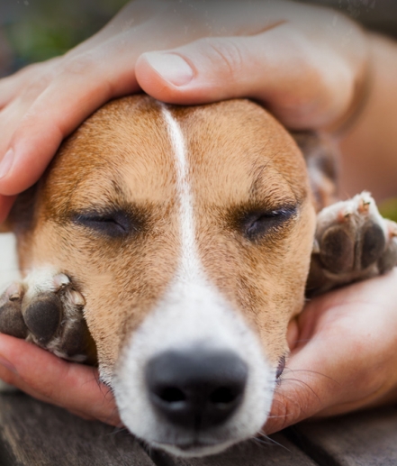 Ancient bio energy healing techniques you can apply to your pet
